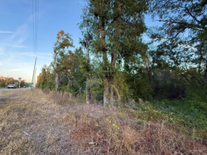 Buildable .46 acres E Thrasher in Bronson